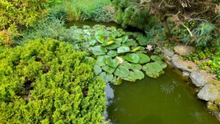 Okrasné zahradnictví a miniarboretum / 15